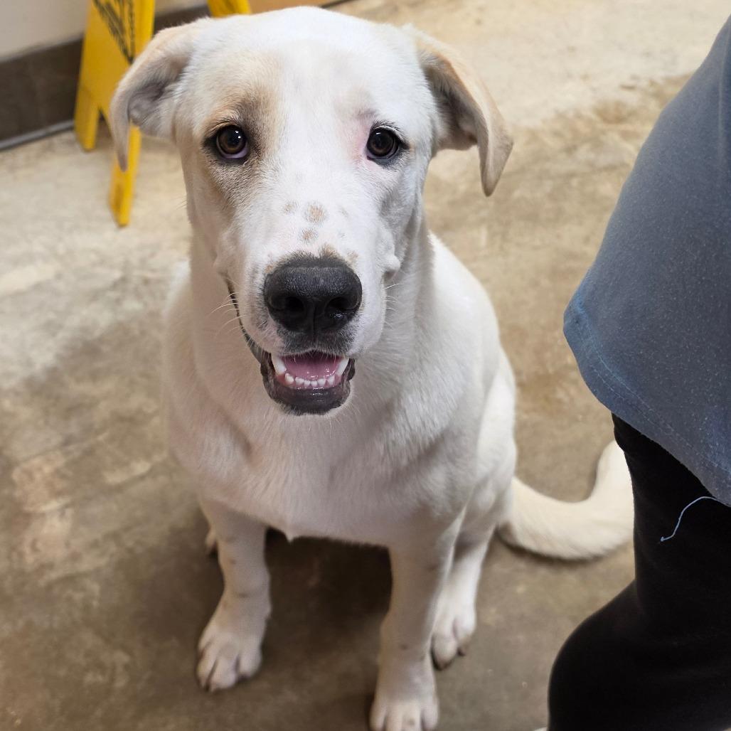 Duke - 070704U, Adoptable, Young Male Great Pyrenees.