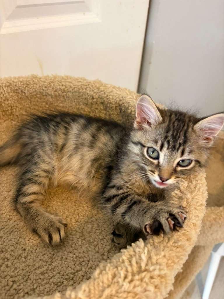 Enlarge Zack, an adopted Domestic Short Hair in Lauderhill, FL image 3/4