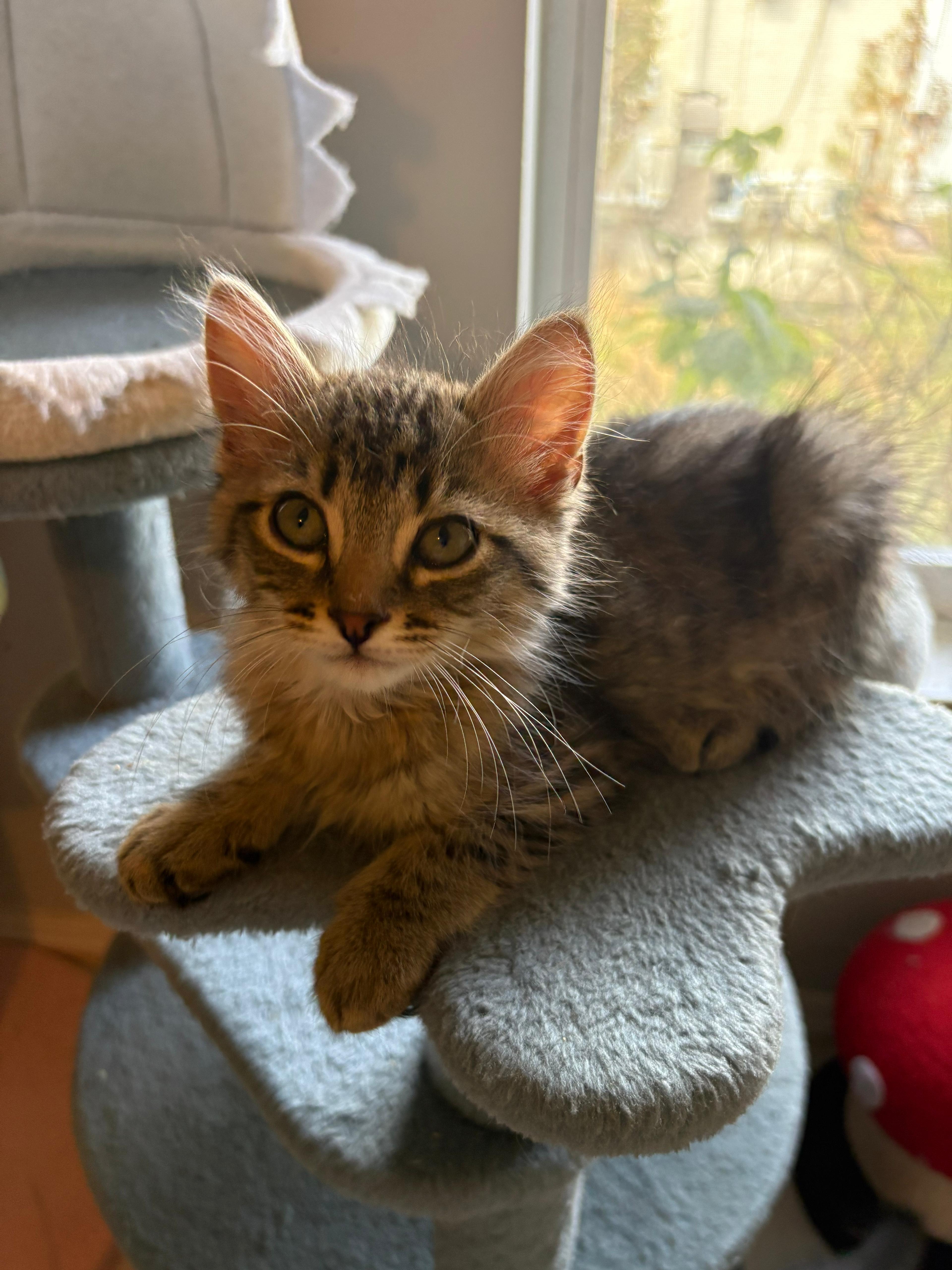 Enlarge Zack, an adopted Domestic Short Hair in Lauderhill, FL image 2/4