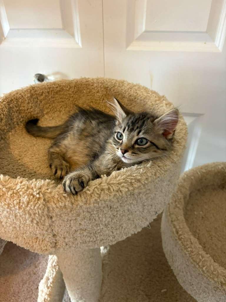 Enlarge Zack, an adopted Domestic Short Hair in Lauderhill, FL image 4/4