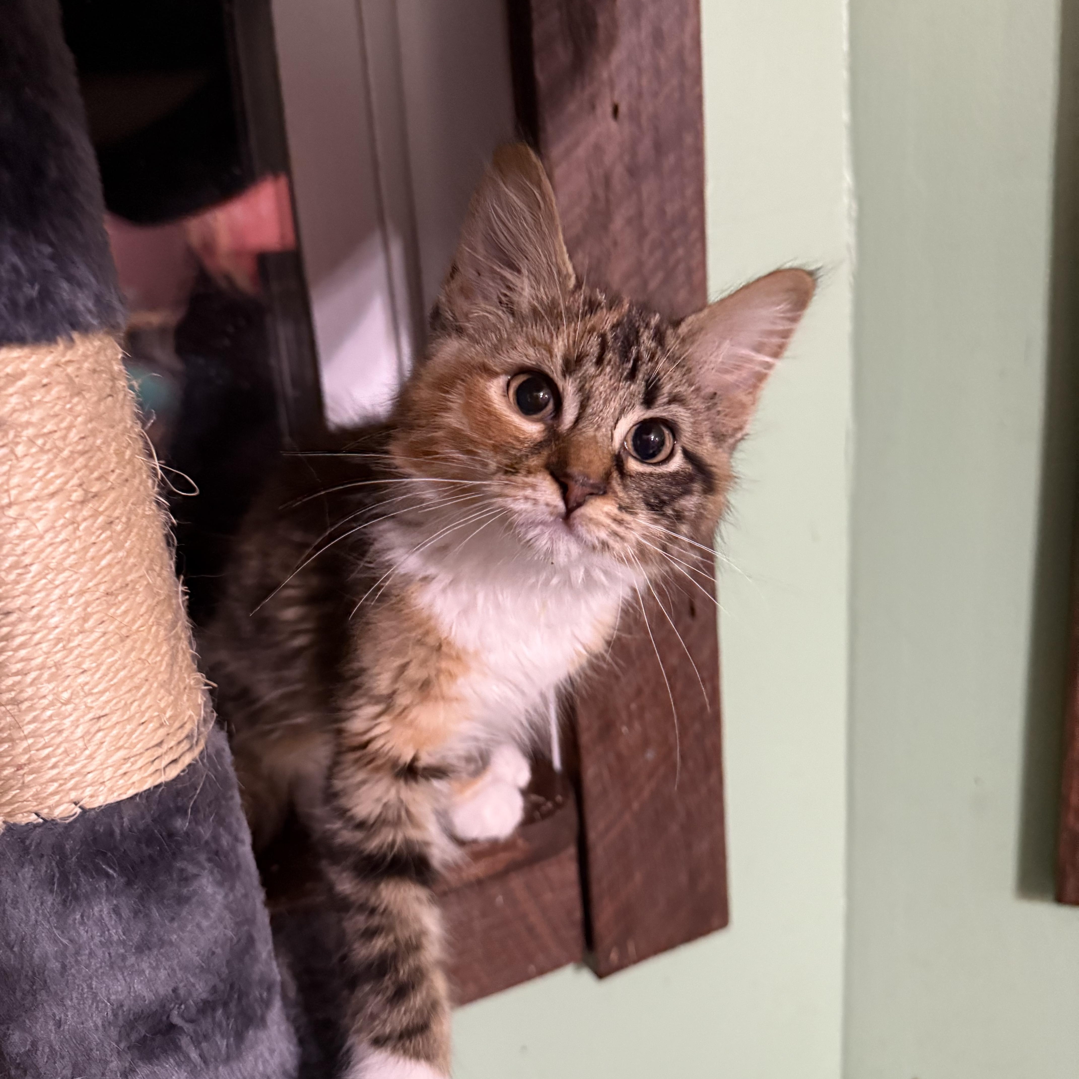 Enlarge Cinnamon, a Adoptable mixed breed in Ellington, MO image 3/4