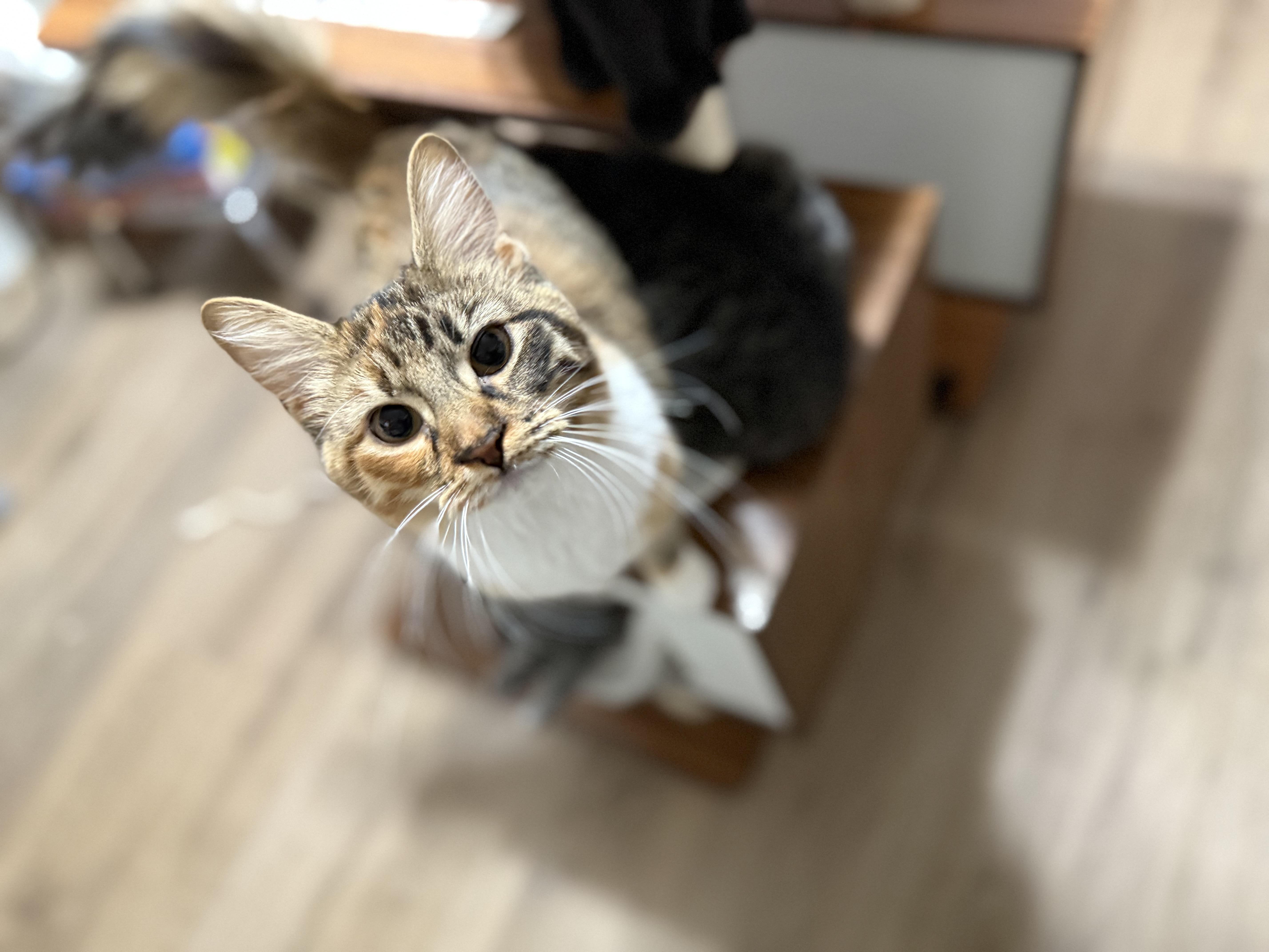 Cinnamon, Adoptable, Young Female American Shorthair.