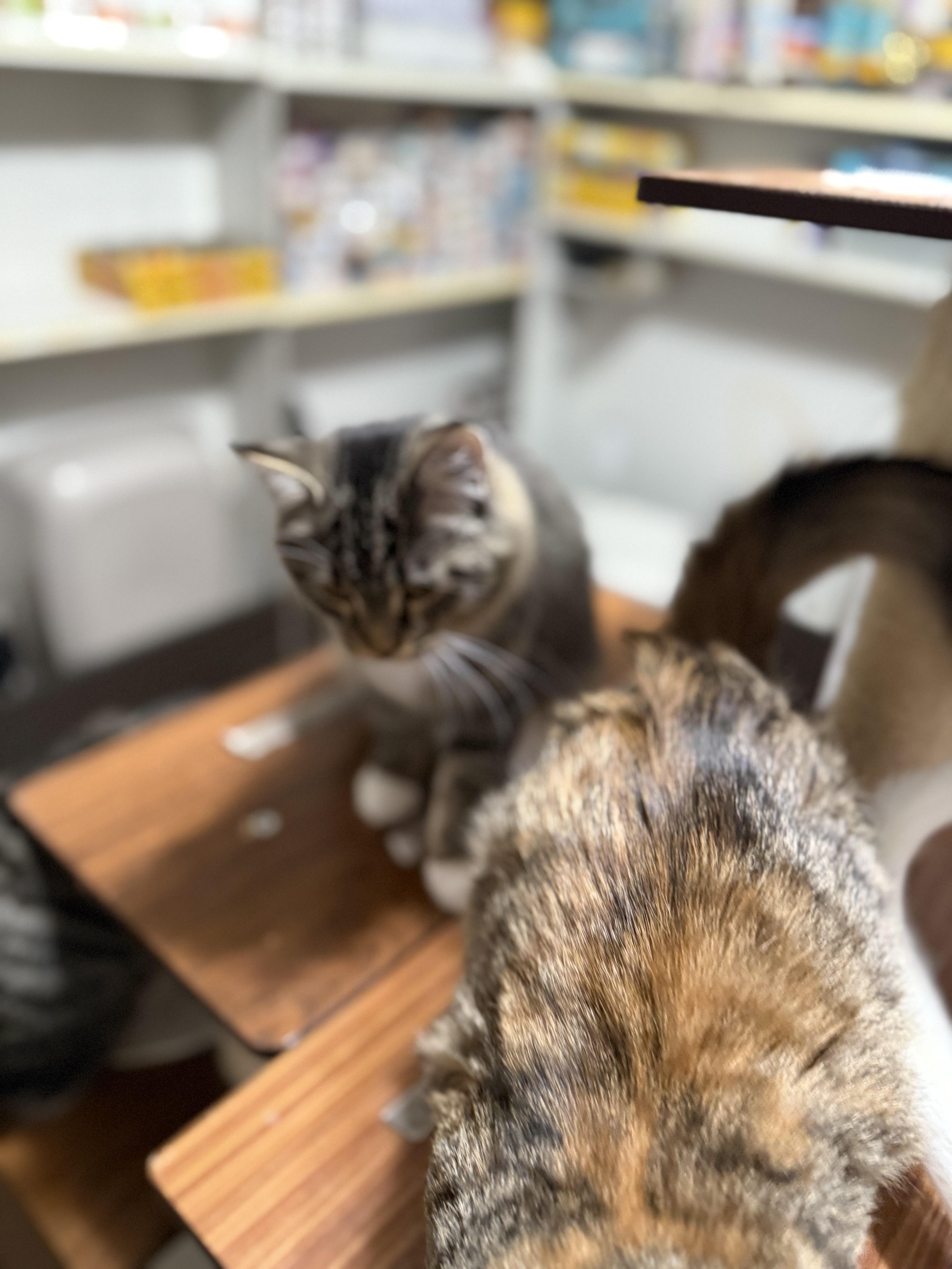 Enlarge Cinnamon, a Adoptable mixed breed in Ellington, MO image 4/4