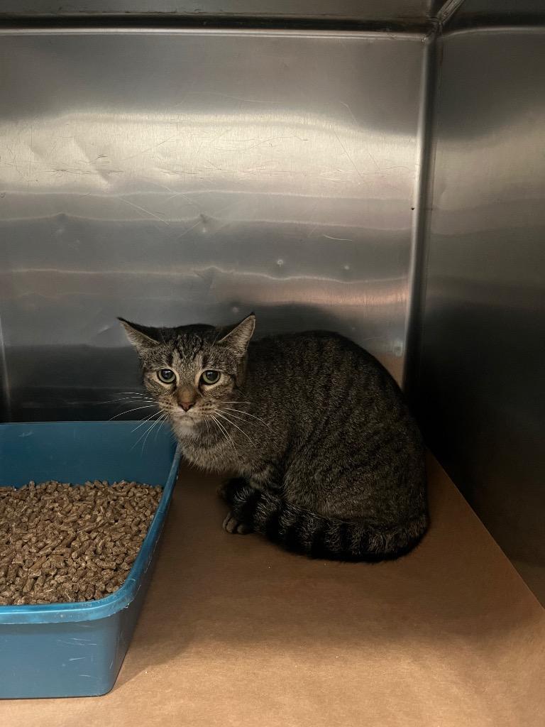 Dos, Adoptable, Young Male Domestic Short Hair.