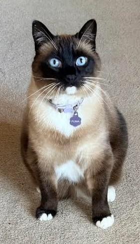 Puma, Adoptable, Senior Female Siamese.