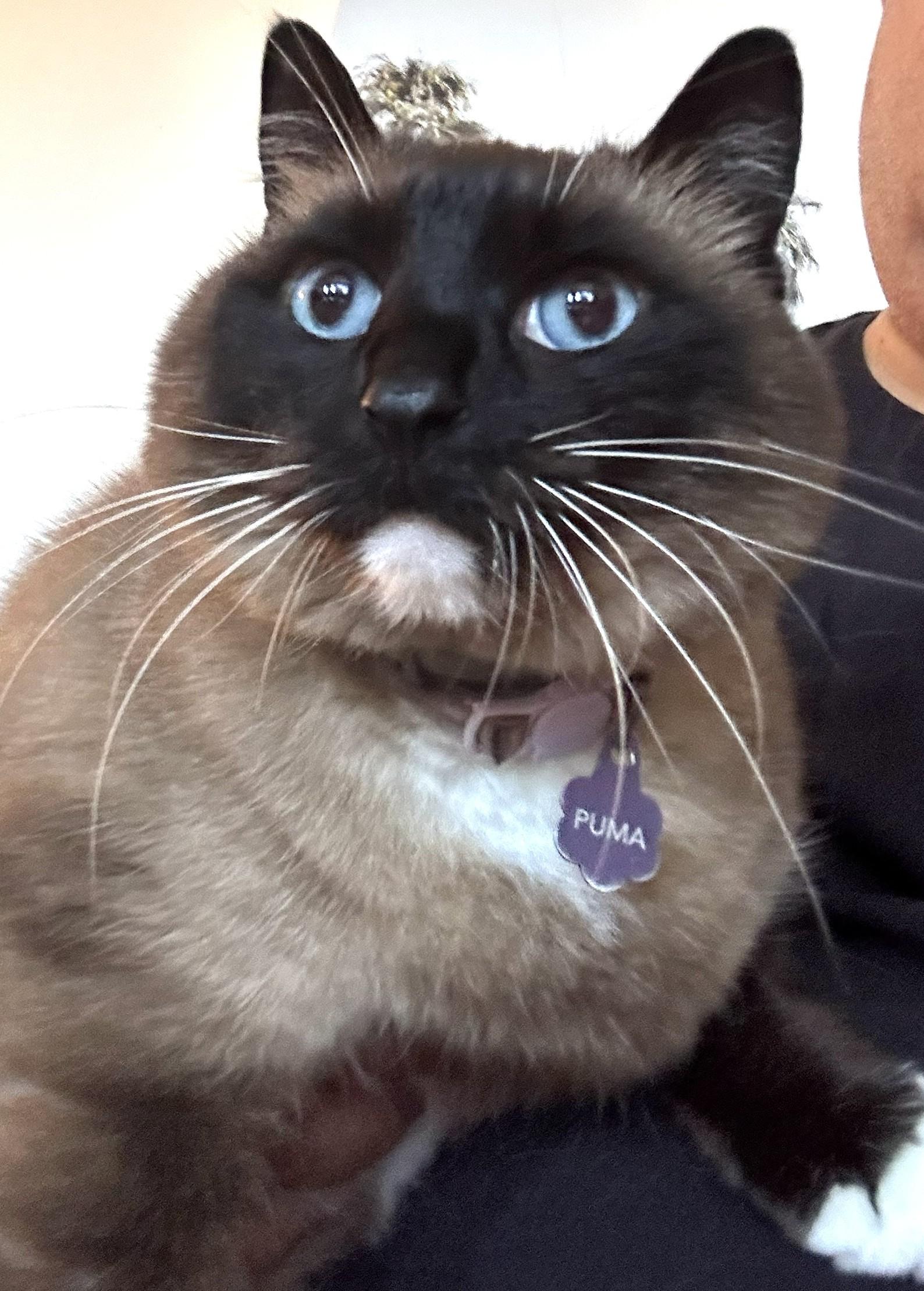 Enlarge Puma, a Adoptable mixed breed in Monterey, CA image 3/4