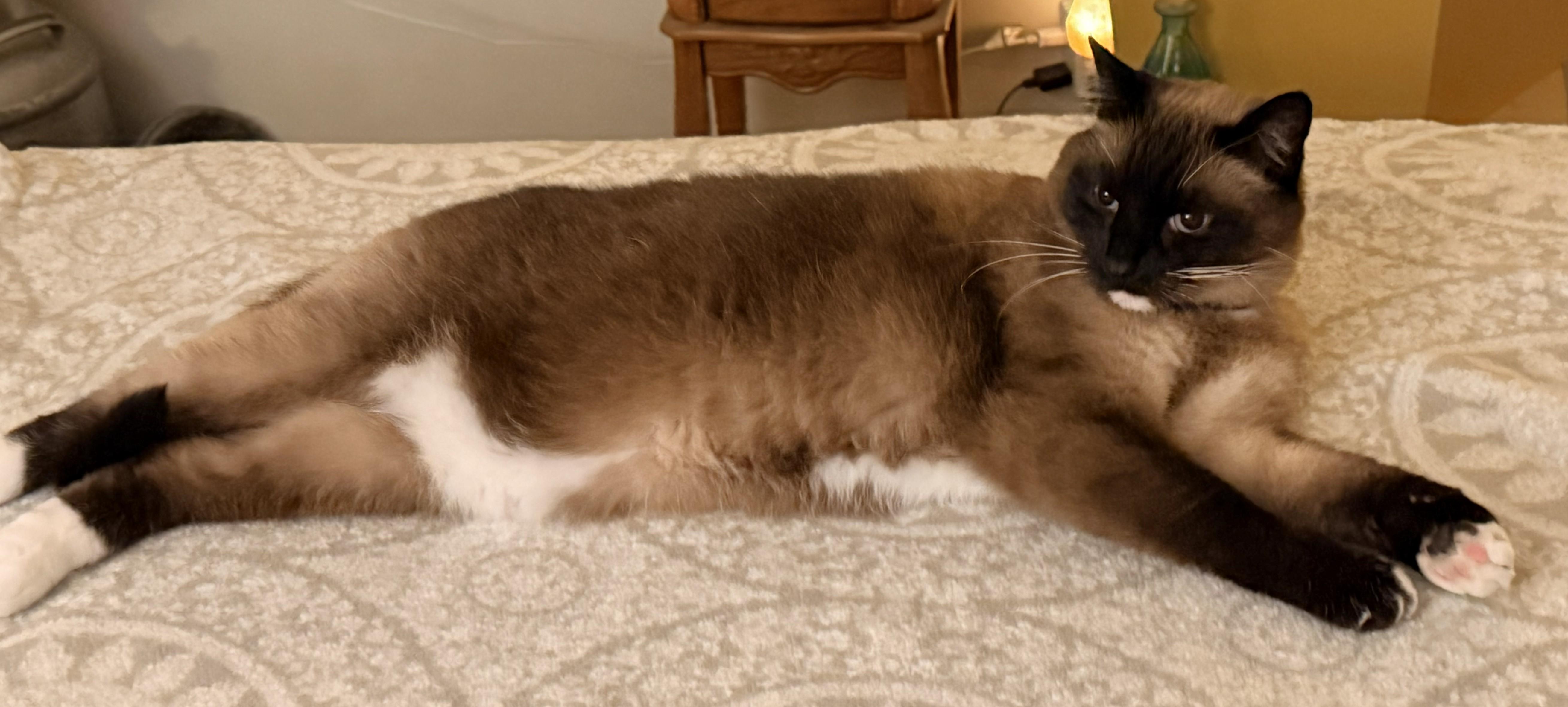 Enlarge Puma, a Adoptable mixed breed in Monterey, CA image 4/4