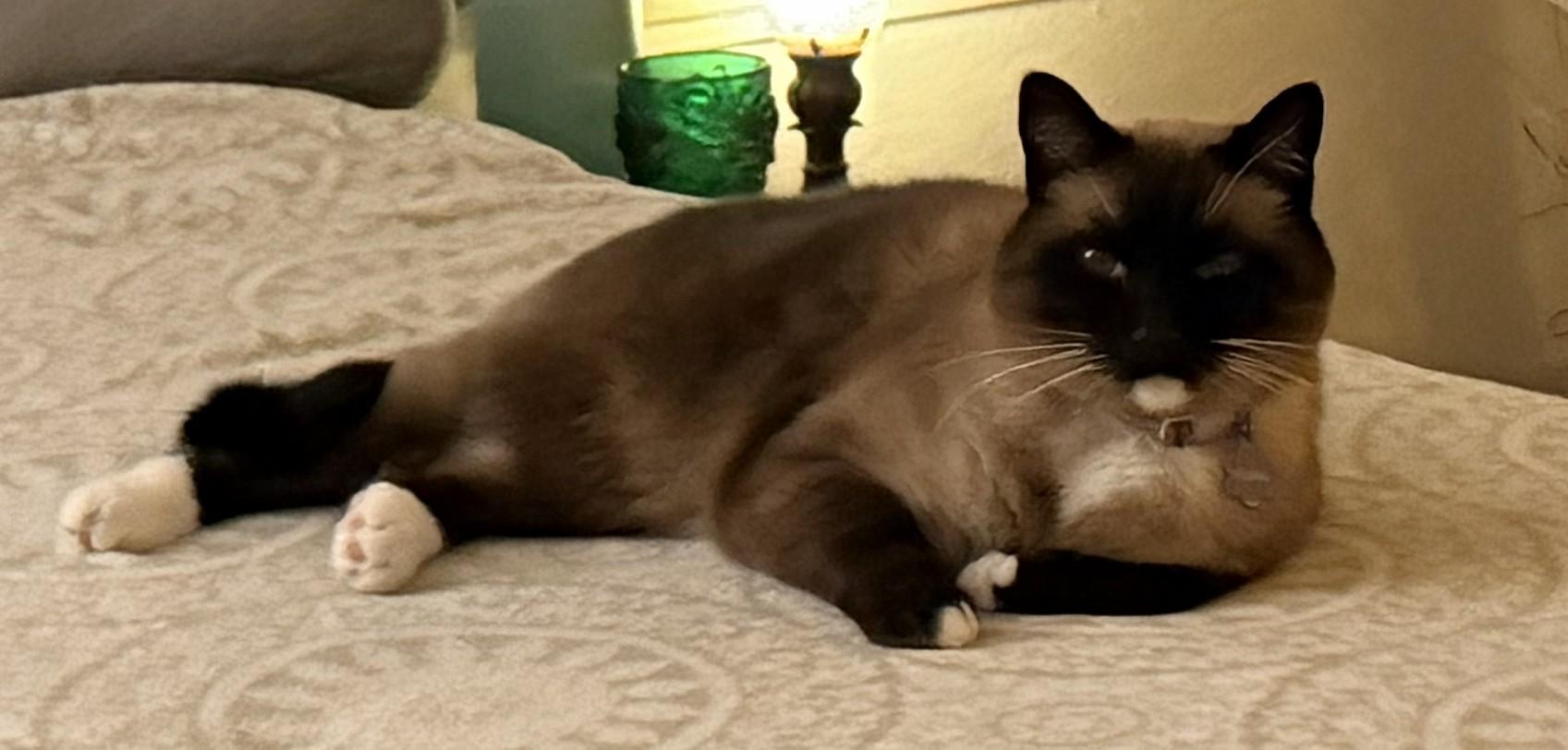 Enlarge Puma, a Adoptable mixed breed in Monterey, CA image 2/4