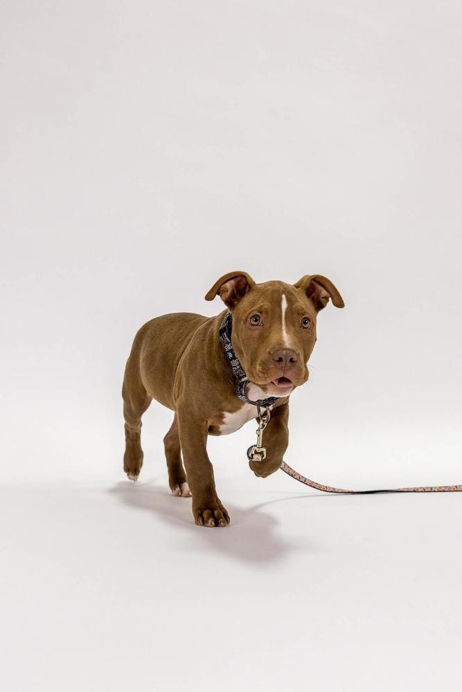 Enlarge Roger, a Adoptable mixed breed in Grand Rapids, MI image 2/5