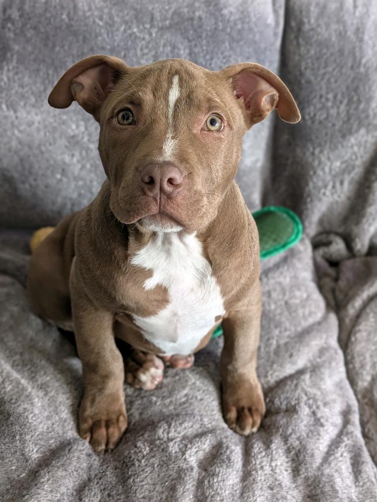 Enlarge Roger, a Adoptable mixed breed in Grand Rapids, MI image 3/5