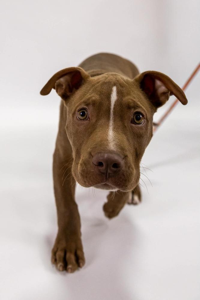 Enlarge Roger, a Adoptable mixed breed in Grand Rapids, MI image 4/5