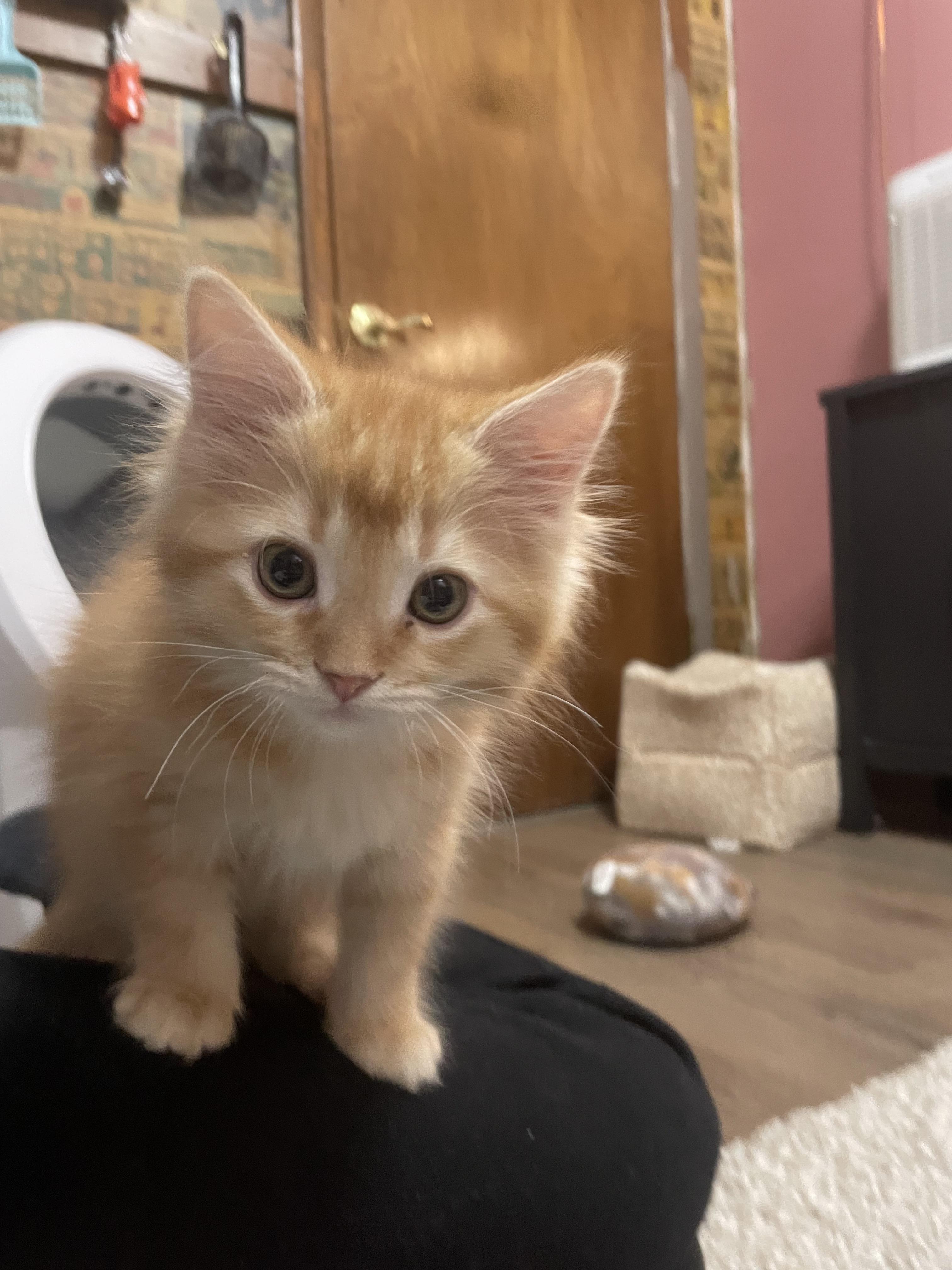 Enlarge Butter, a Adoptable mixed breed in Ellington, MO image 1/1
