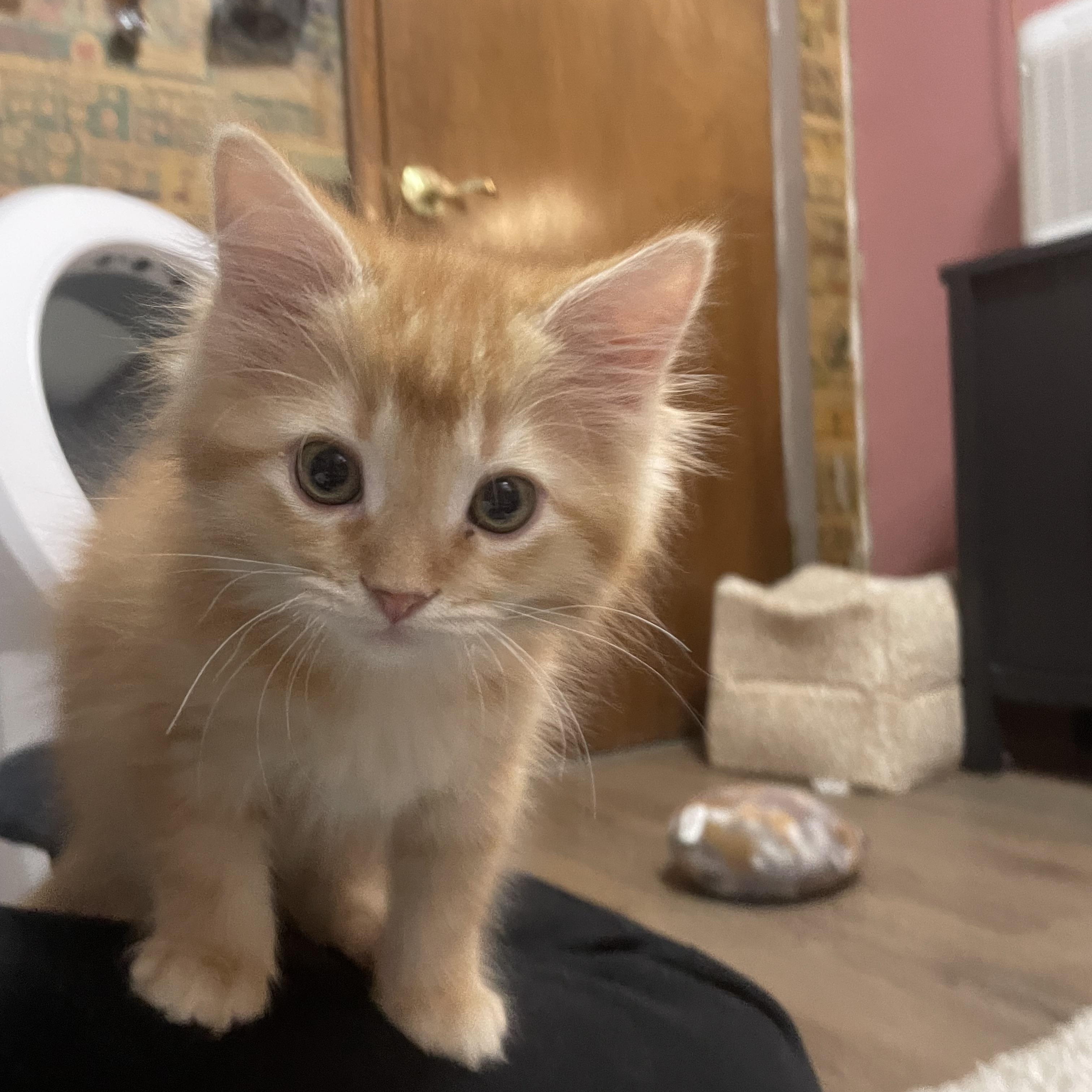 Enlarge Butter, an adopted mixed breed in Ellington, MO image 1/3