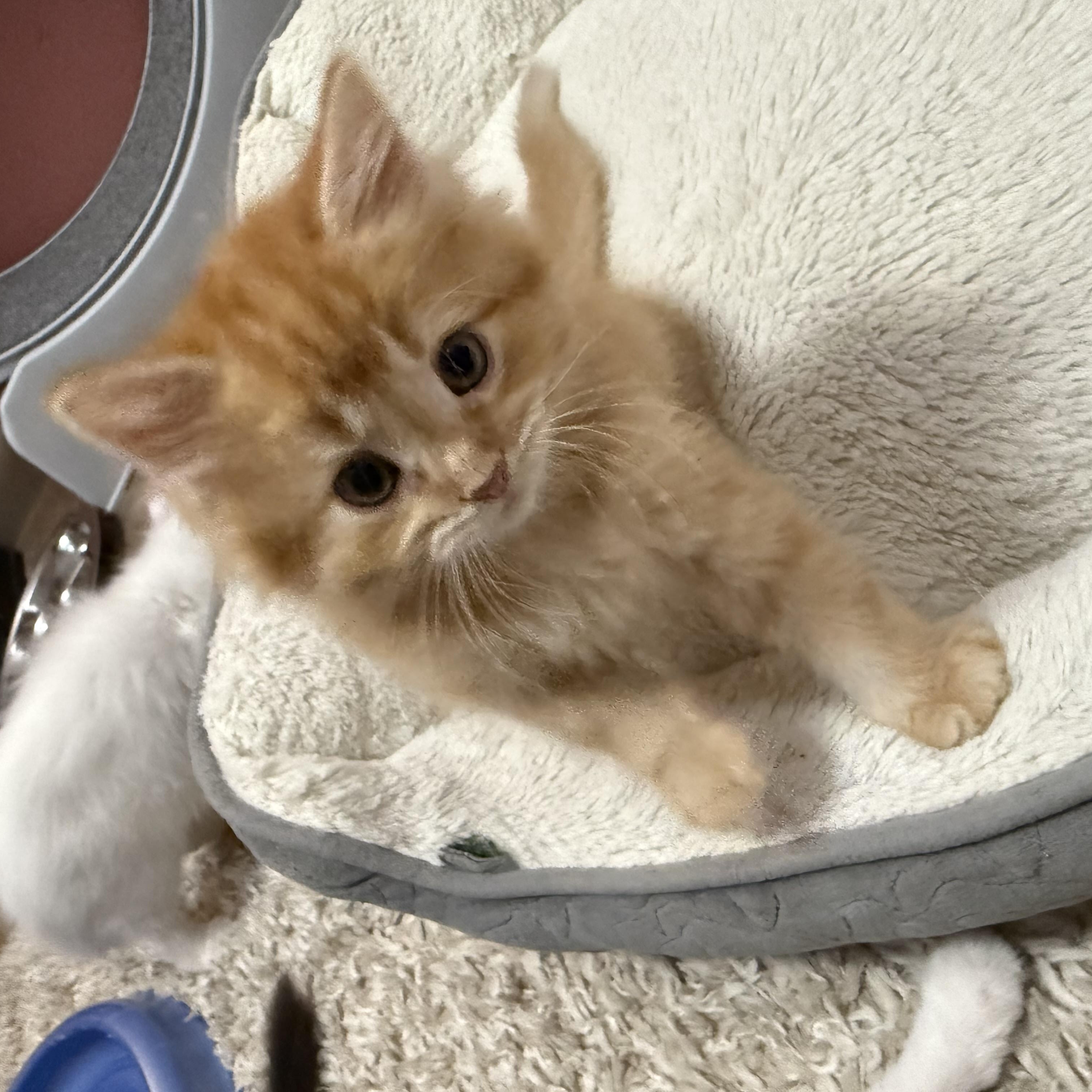 Enlarge Butter, an adopted mixed breed in Ellington, MO image 2/3