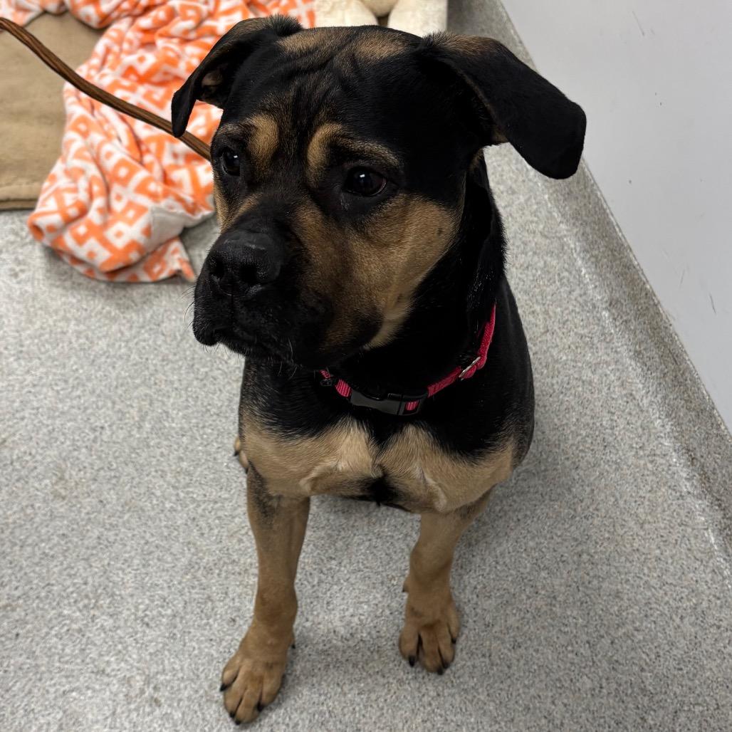 Enlarge Azula - In Foster to Adopt, a Adoptable Mixed Breed in Naperville, IL image 1/6