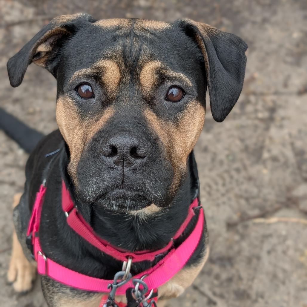 Enlarge Azula - In Foster to Adopt, a Adoptable Mixed Breed in Naperville, IL image 3/6