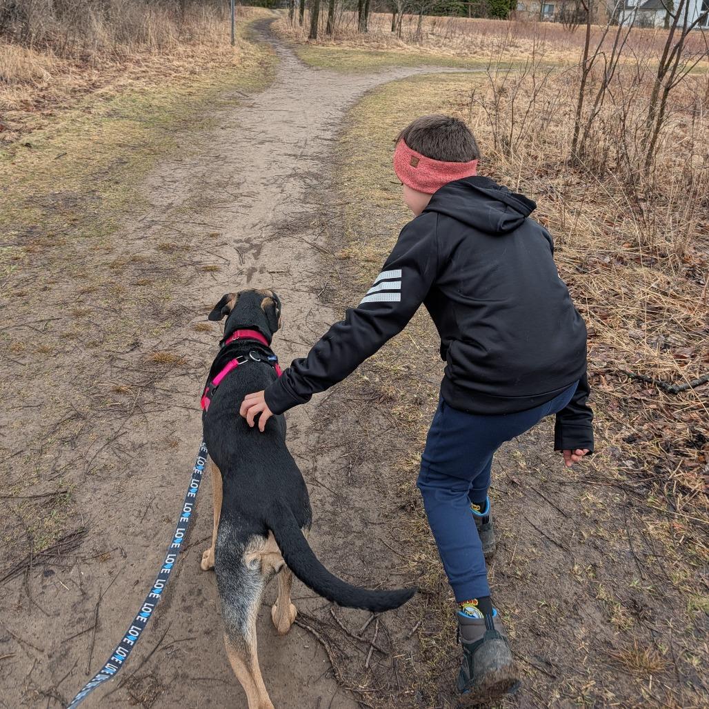 Enlarge Azula - In Foster to Adopt, a Adoptable Mixed Breed in Naperville, IL image 4/6