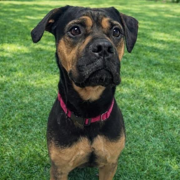 Enlarge Azula - In Foster to Adopt, a Adoptable Mixed Breed in Naperville, IL image 5/6