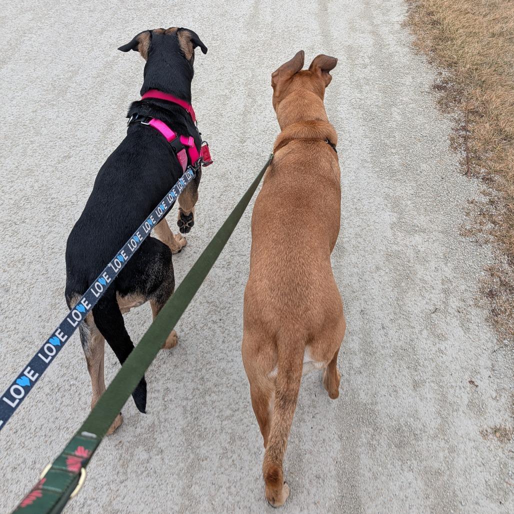 Enlarge Azula - In Foster to Adopt, a Adoptable Mixed Breed in Naperville, IL image 6/6