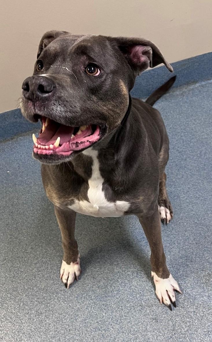 Bentley, Adoptable, Senior Male Pit Bull Terrier.