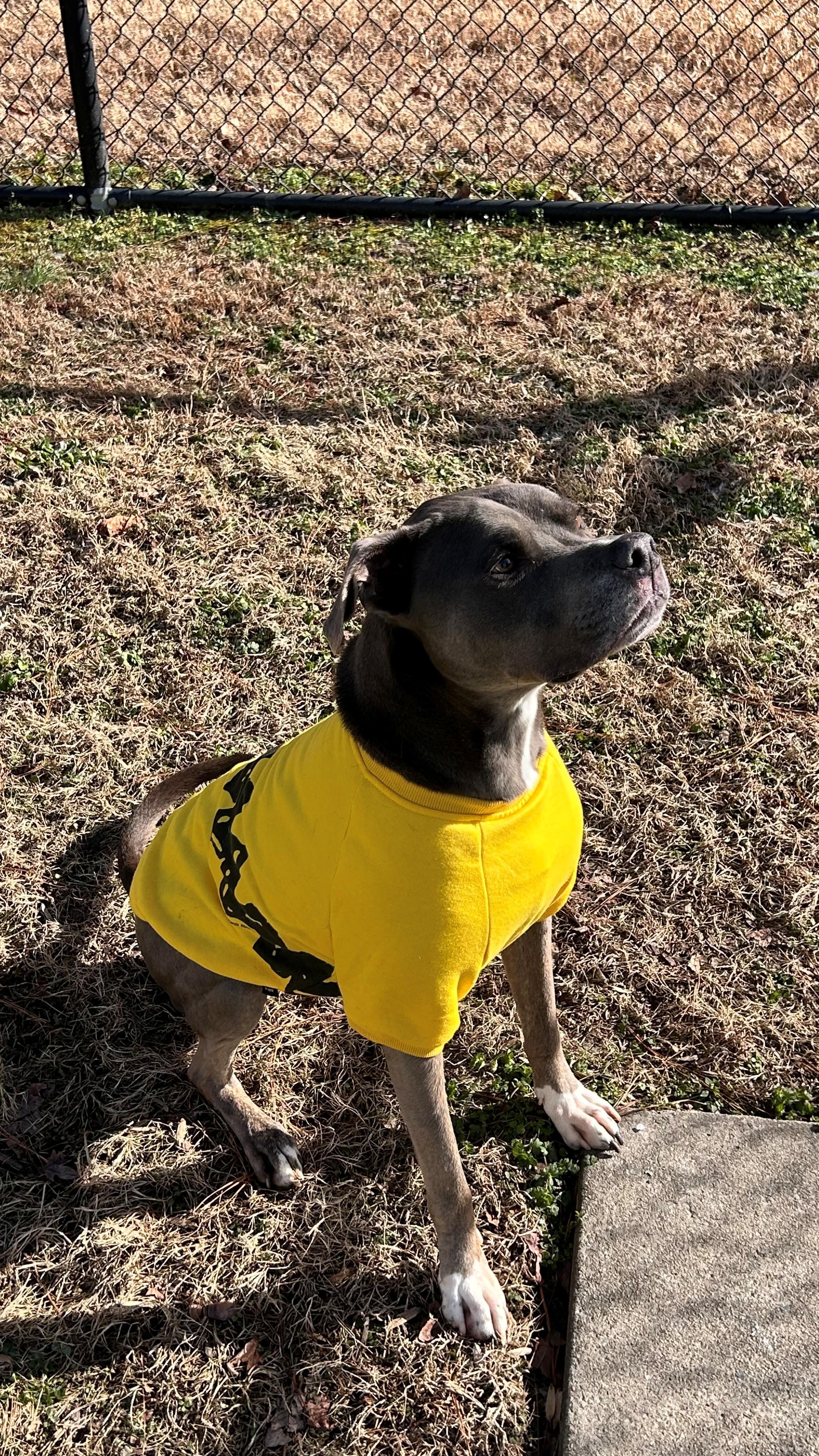 Bentley, a Adoptable Pit Bull Terrier in Suffolk, VA image 4/4