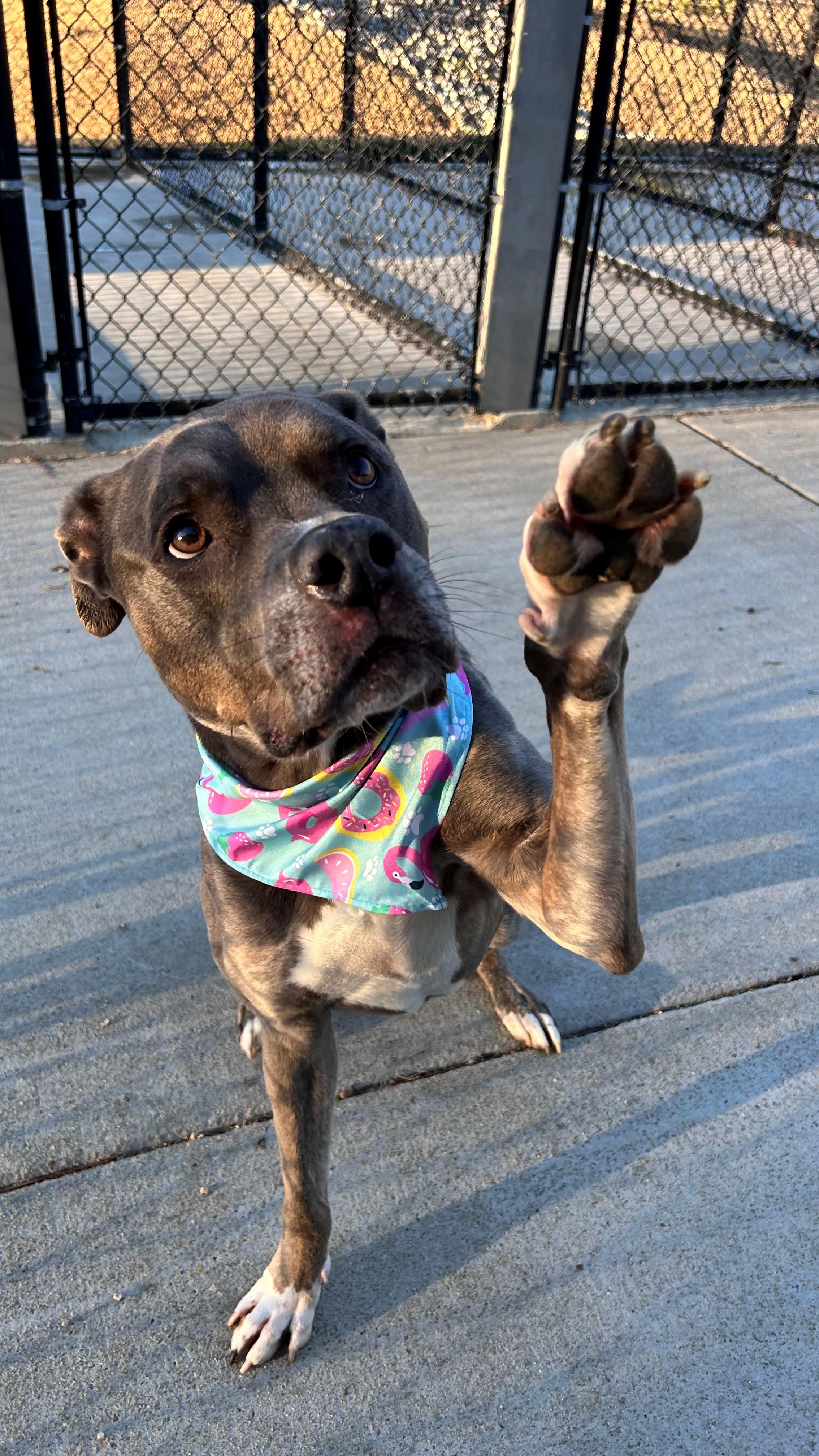 Bentley, Adoptable, Senior Male Pit Bull Terrier.