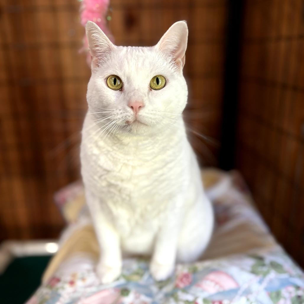 Ribbons, Adoptable, Adult Female Domestic Short Hair.