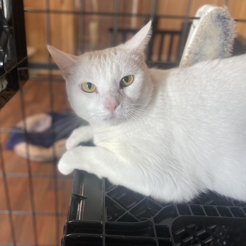 Ribbons, Adoptable, Adult Female Domestic Short Hair.