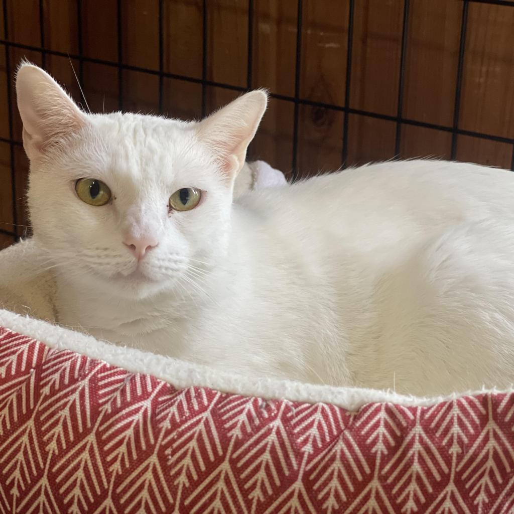 Ribbons, a Adoptable Domestic Short Hair in Tylertown, MS image 3/3