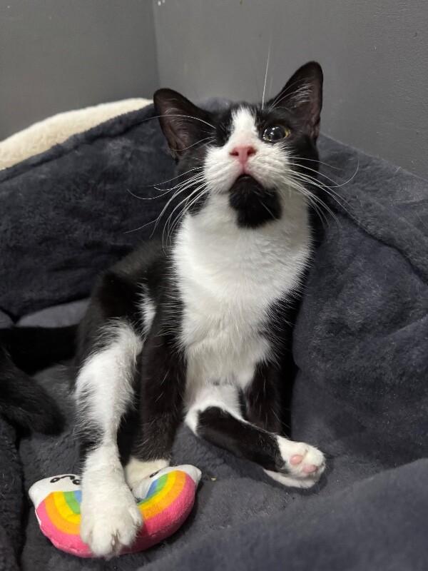 Tadpole, Adoptable, Young Female Domestic Medium Hair.