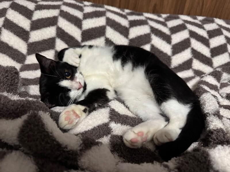 Enlarge Tadpole, a Adoptable Domestic Medium Hair in Colmar, PA image 2/6