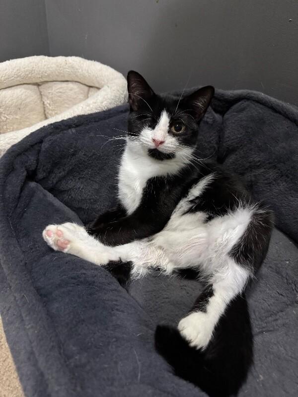 Enlarge Tadpole, a Adoptable Domestic Medium Hair in Colmar, PA image 3/6