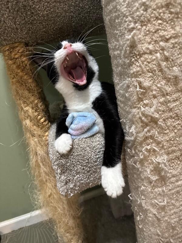 Enlarge Tadpole, a Adoptable Domestic Medium Hair in Colmar, PA image 4/6