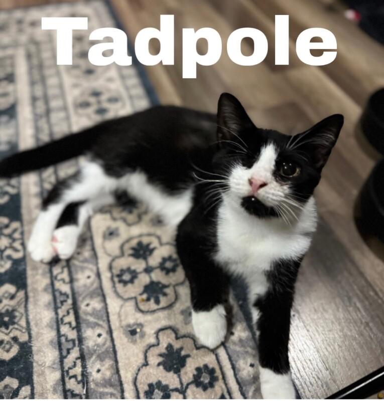 Enlarge Tadpole, a Adoptable Domestic Medium Hair in Colmar, PA image 5/6