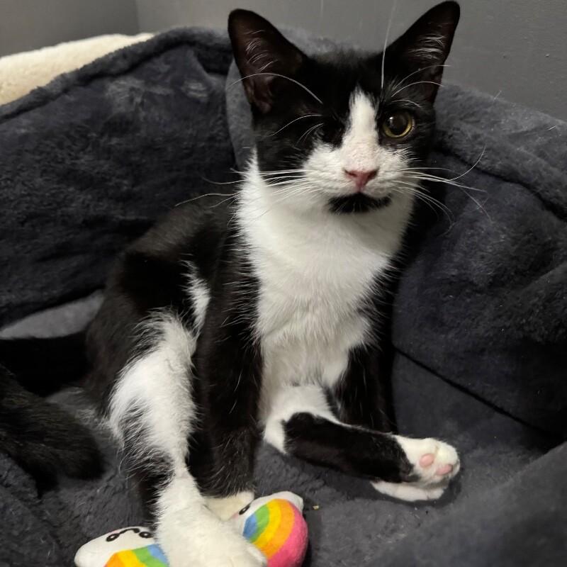 Enlarge Tadpole, a Adoptable Domestic Medium Hair in Colmar, PA image 6/6