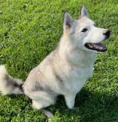Enlarge Cleo, an adoptable Husky in Neillsville, WI image 2/5