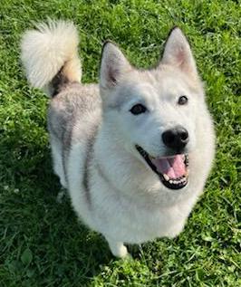 Cleo, adoptable, Adult Female Husky.