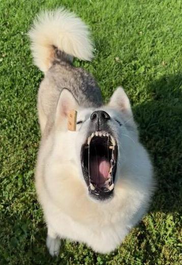 Enlarge Cleo, an adoptable Husky in Neillsville, WI image 4/5