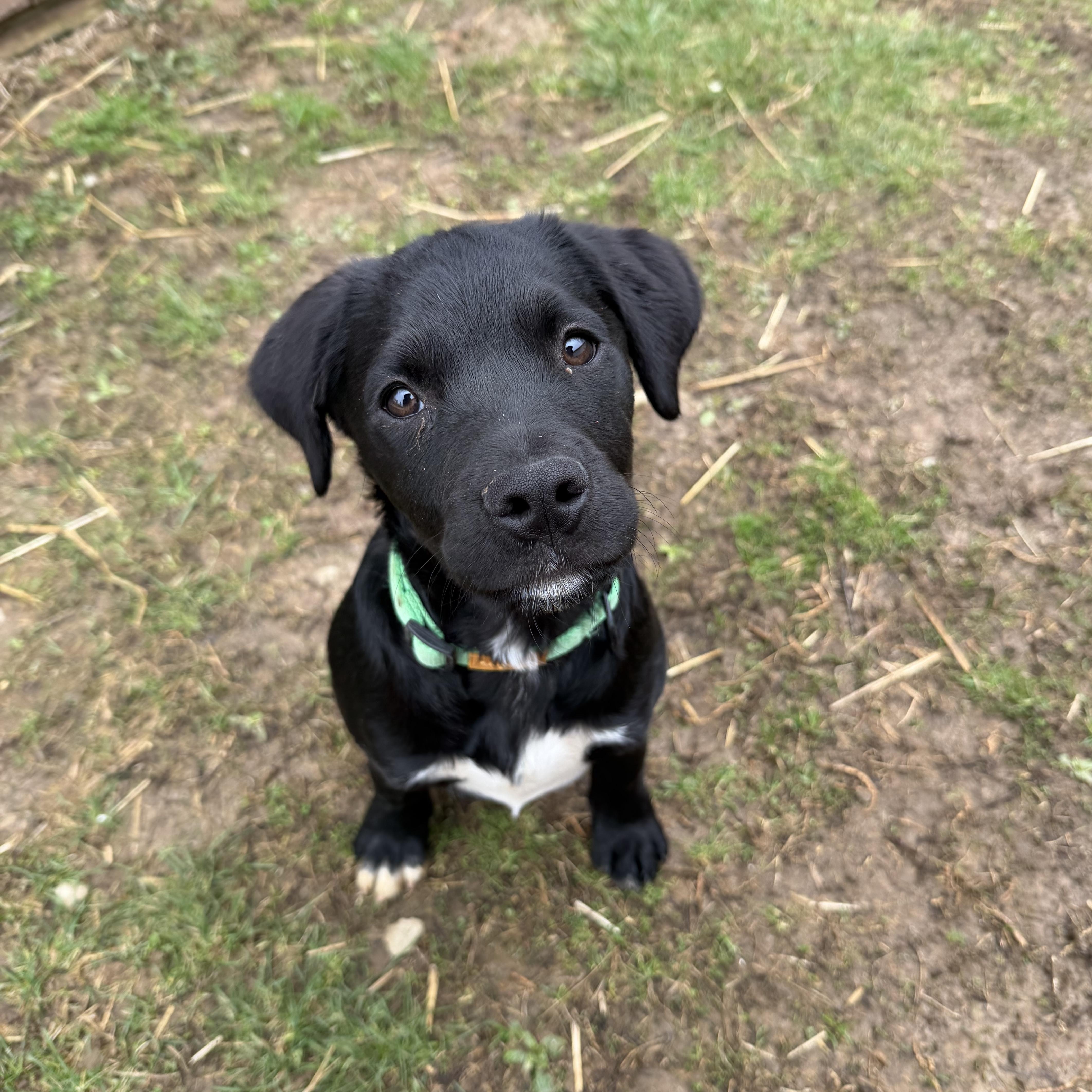 Enlarge Rex, a ADOPTABLE Mixed Breed in South Charleston, OH image 1/1