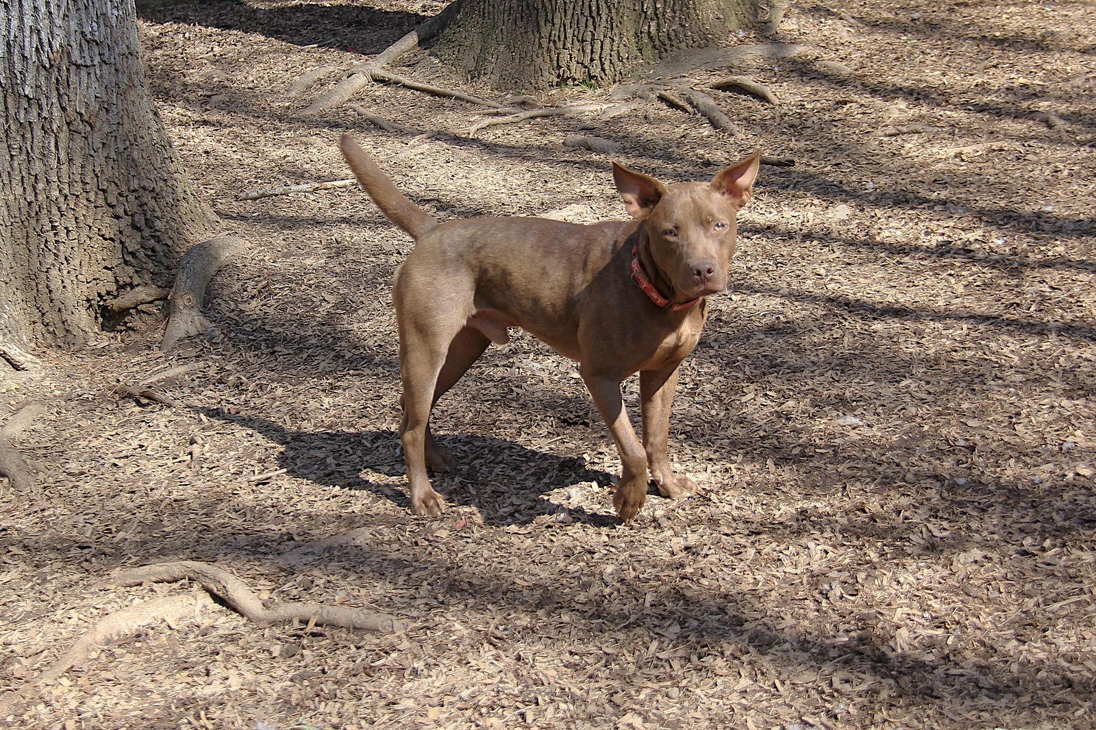 Hershey, Adoptable, Young Male Retriever.