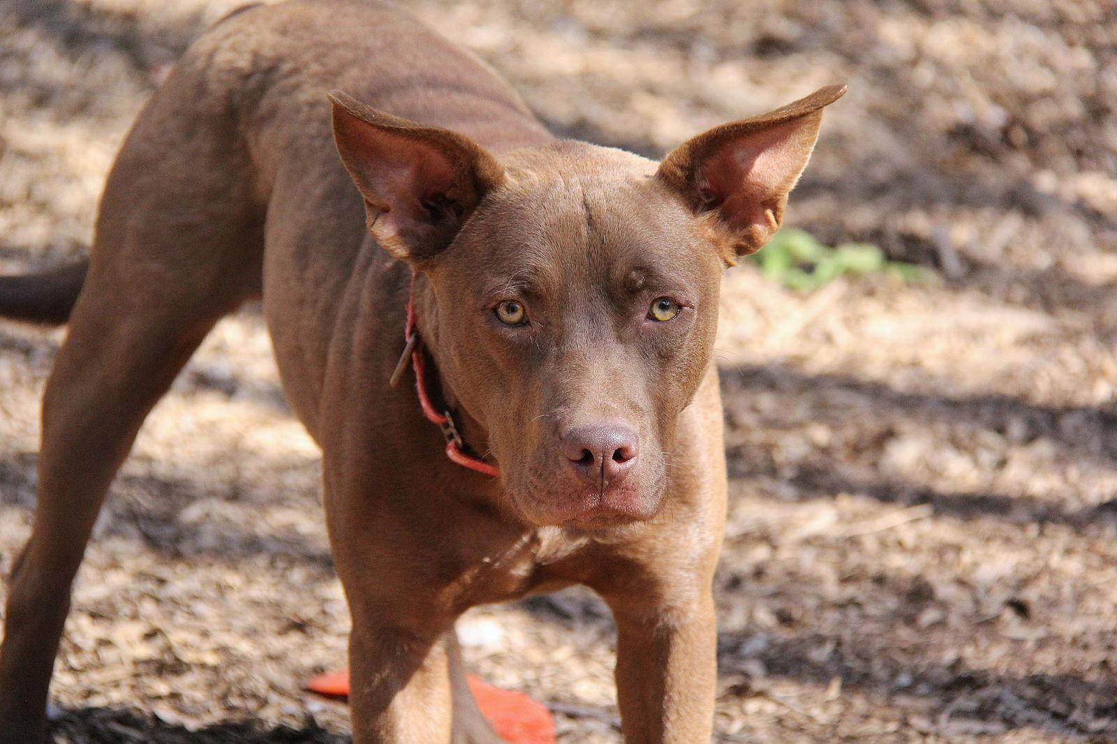 Enlarge Hershey, a Adoptable Retriever in Charlotte, NC image 2/3