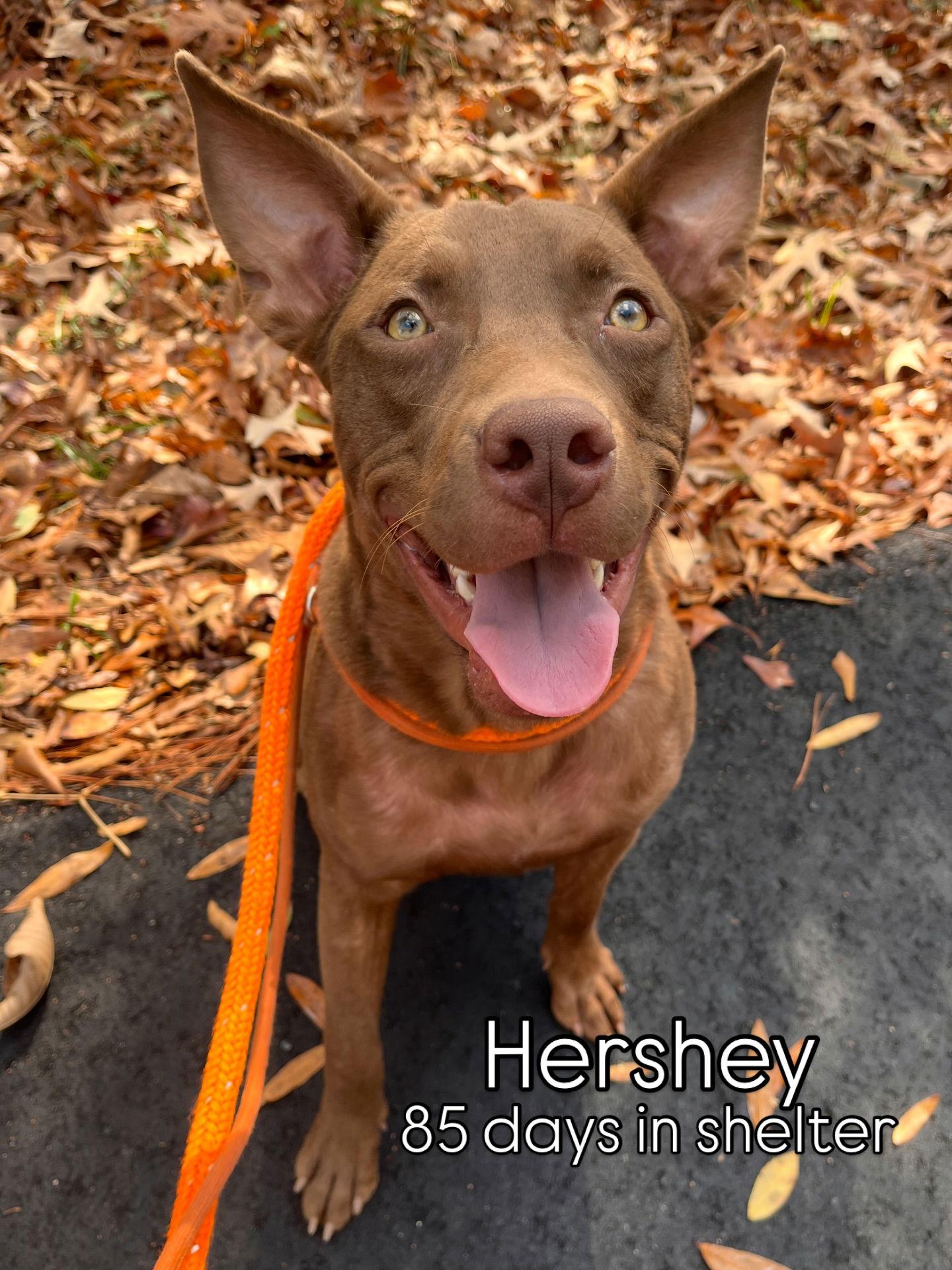 Enlarge Hershey, a Adoptable Retriever in Charlotte, NC image 1/1