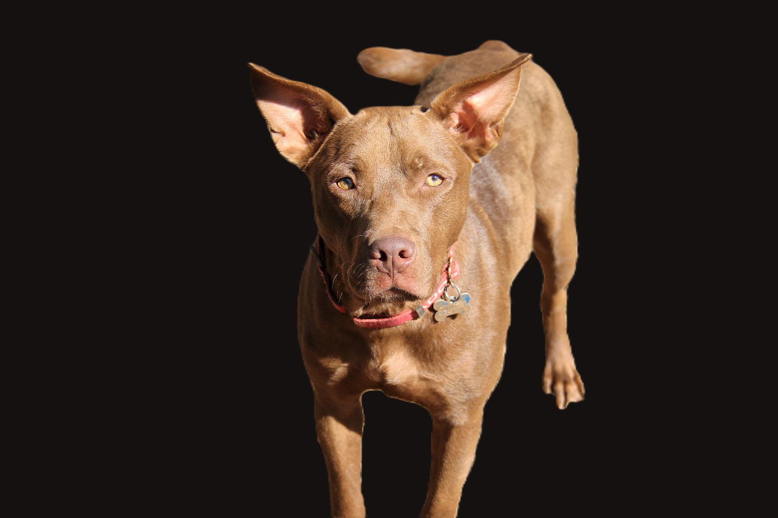 Enlarge Hershey, a Adoptable Retriever in Charlotte, NC image 3/3