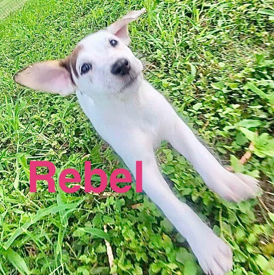 Rebel photo 5