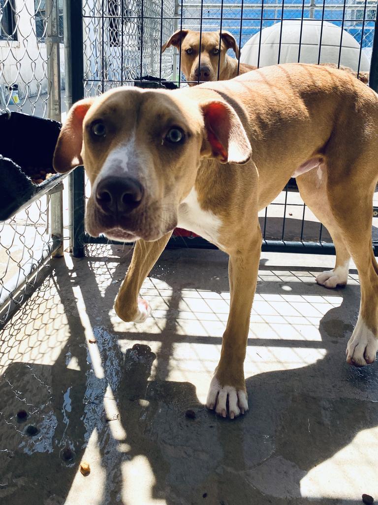 Marley, Adoptable, Adult Male Pit Bull Terrier.