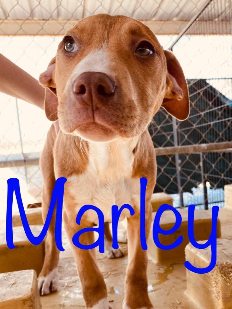 Enlarge Marley, a Adoptable mixed breed in Big Spring, TX image 2/6