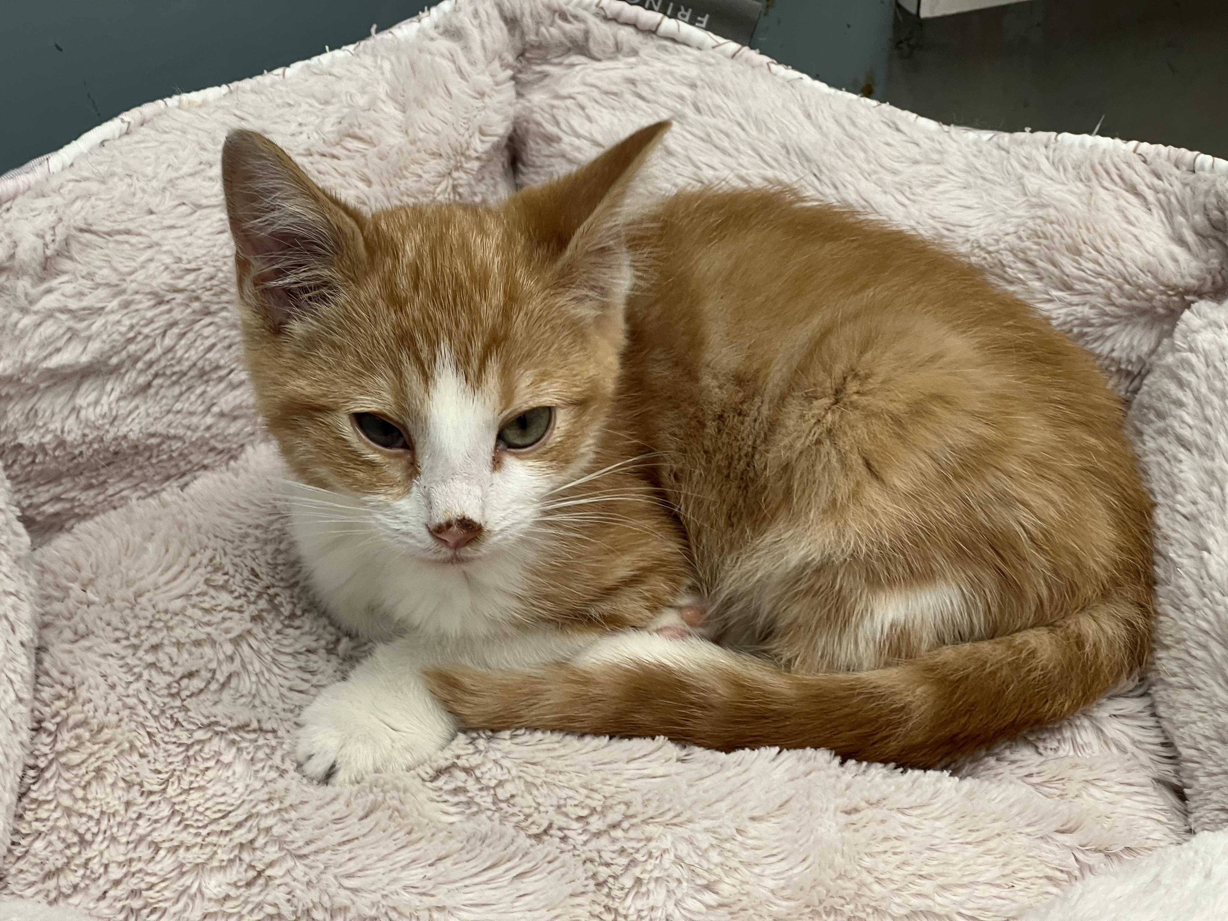 Beaver and Mouse/available only as a pair