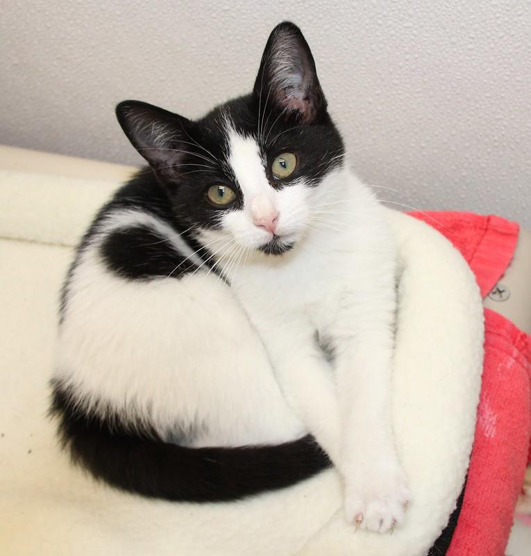 Beaver and Mouse/available only as a pair