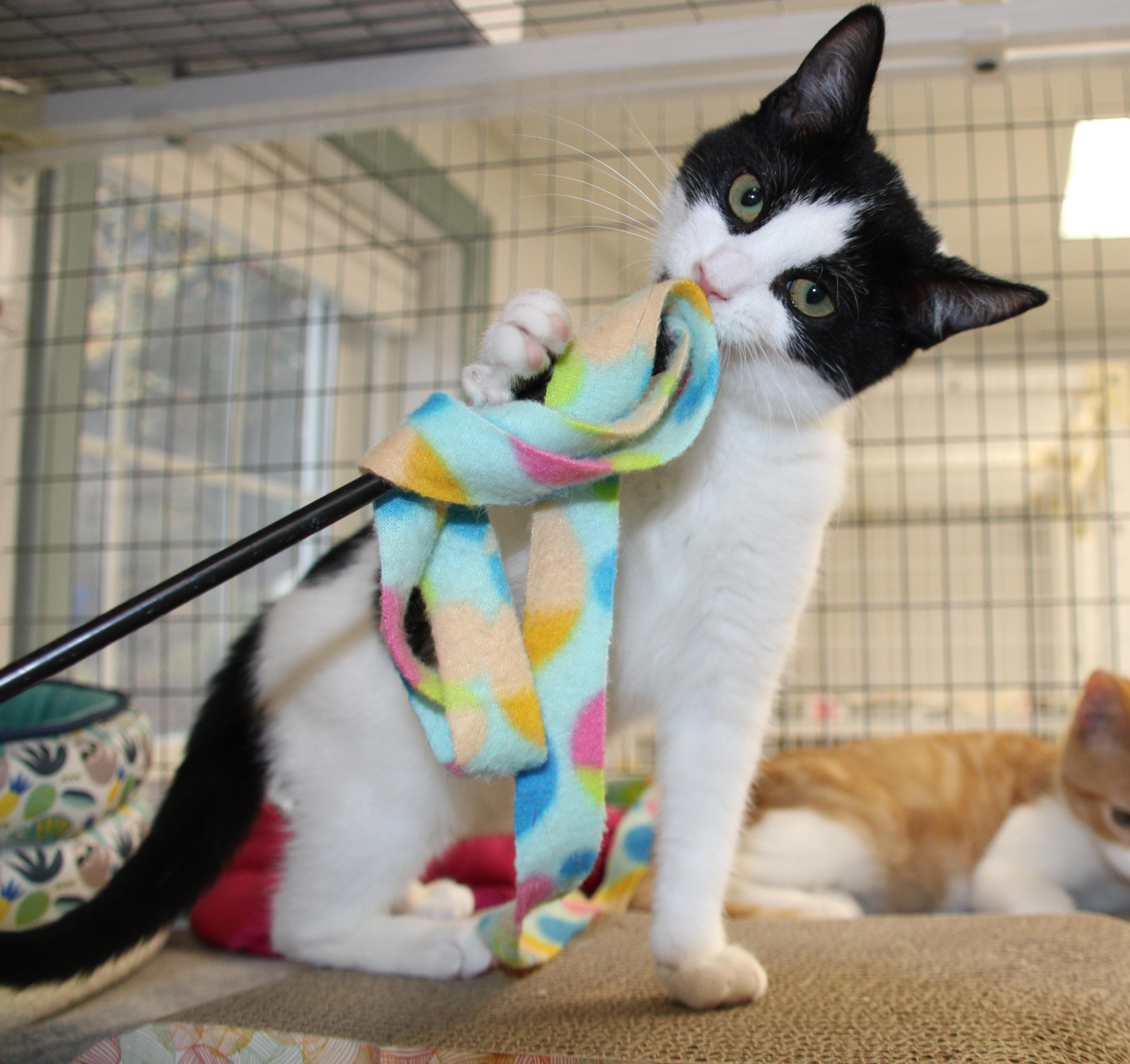 Beaver and Mouse/available only as a pair