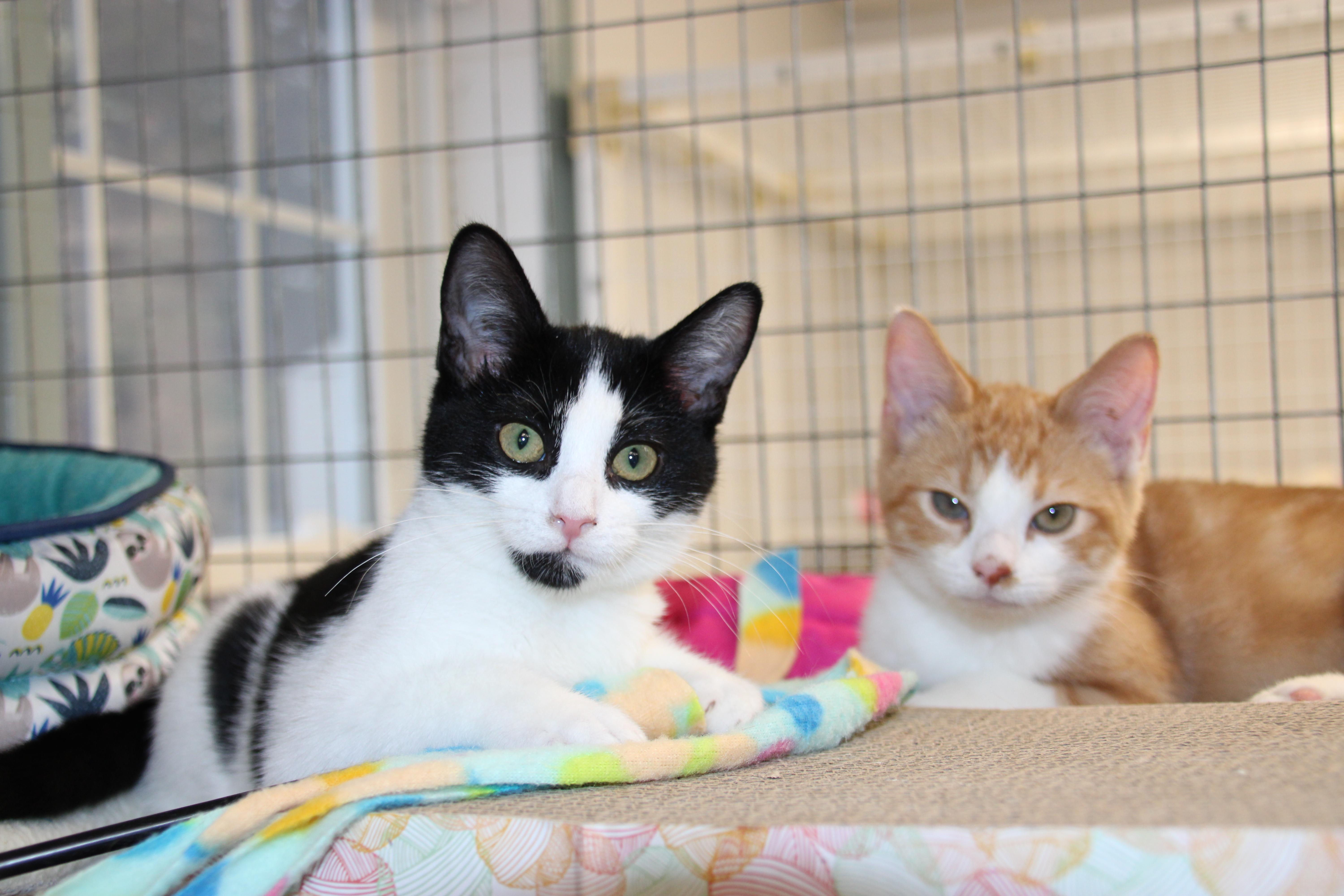 Beaver and Mouse/available only as a pair